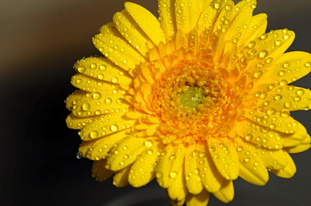 Žlutý květ
Obrázky květin ke stažení zdarma. Rozlišení 1920px - Žlutý květ
Keywords: Žlutý květ,obrázky květin