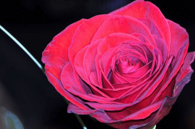 Růže
Obrázky květin ke stažení zdarma. Rozlišení 1920px - Růže
Keywords: Růže,obrázky květin