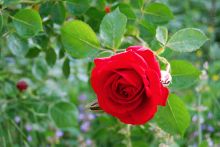 obrazky-kvetin-ruze-4.jpg