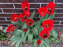 obrazky-kvetin-tulipany-02.jpg
