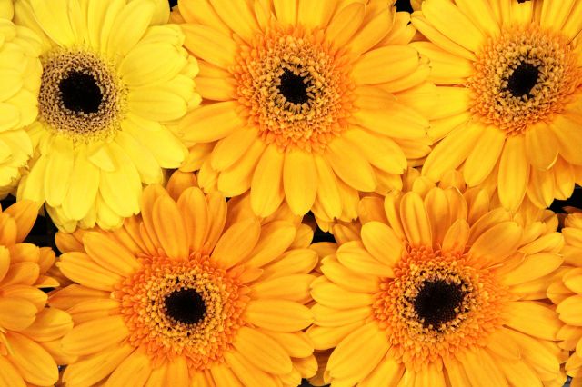 Žluté gerbery
Keywords: obrázky květin