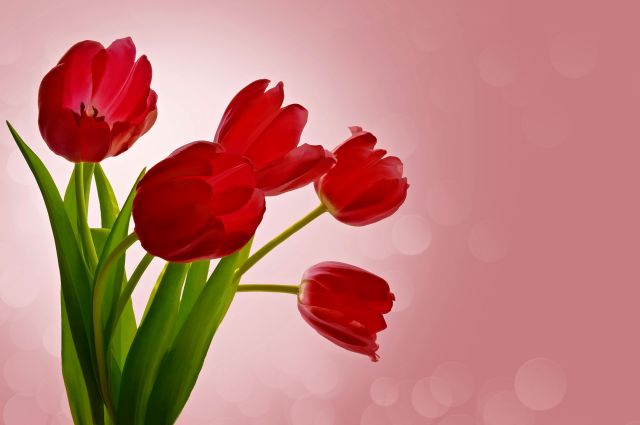 Tulipány
Keywords: obrázky květin