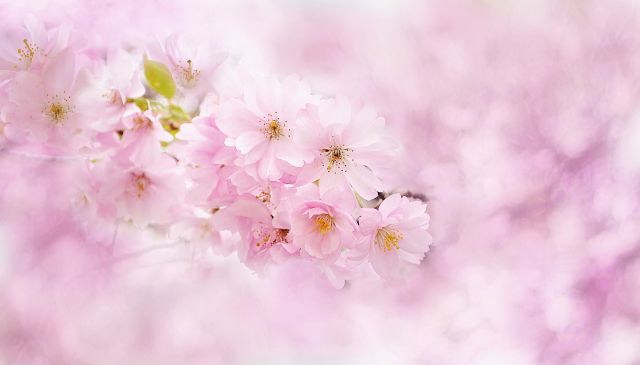 Růžové květy
Romantika
Keywords: obrázky květin