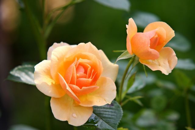 Růže
Keywords: obrázky květin