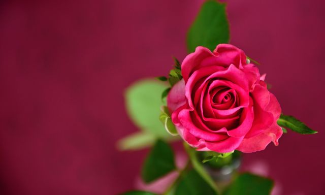 Růže
Keywords: obrázky květin