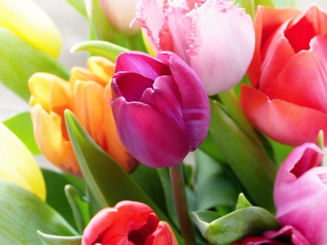 Tulipány
Keywords: obrázky květin