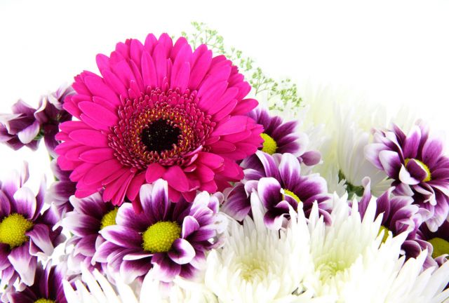 Gerbera kytice 
Přání bez textu zdarma, k vytištění nebo jako poslat jako elektronickou pohlednici. Rozměry 17 x 11,5 cm pro obálku B6.
Keywords: obrázky květin přání
