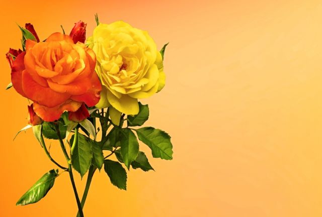 Růžičky
Přání bez textu zdarma, k vytištění nebo jako poslat jako elektronickou pohlednici. Rozměry 17 x 11,5 cm pro obálku B6.
Keywords: obrázky květin přání