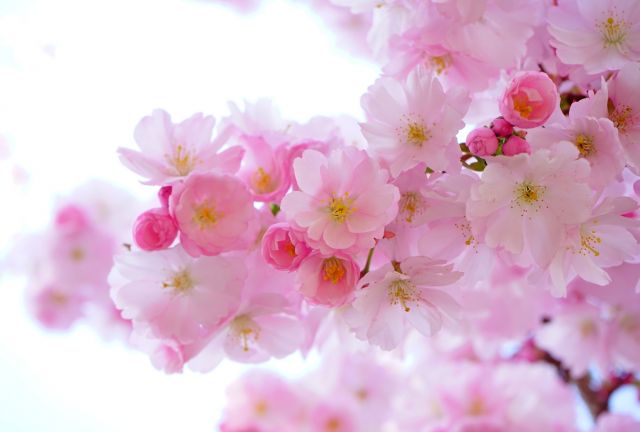 Romantická růžová větvička
Přání bez textu zdarma, k vytištění nebo jako poslat jako elektronickou pohlednici. Rozměry 17 x 11,5 cm pro obálku B6.
Keywords: obrázky květin přání