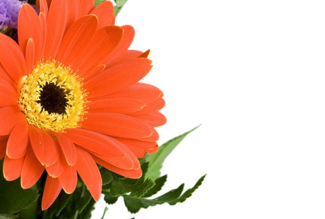 Oranžová gerbera
Přání bez textu zdarma, k vytištění nebo jako poslat jako elektronickou pohlednici. Rozměry 17 x 11,5 cm pro obálku B6.
Keywords: obrázky květin přání