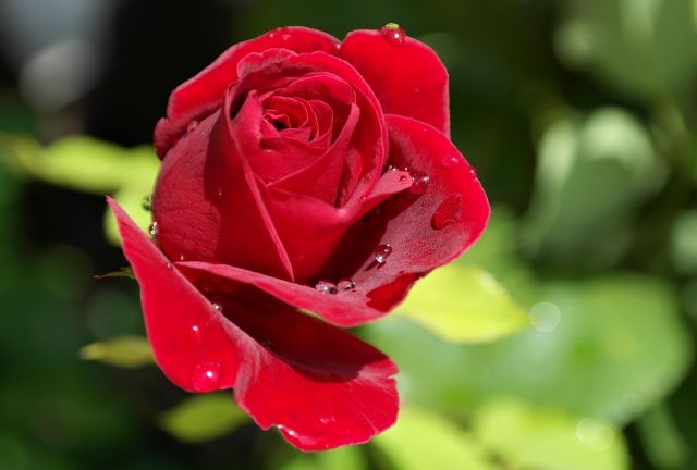 Květ růže
Přání bez textu zdarma, k vytištění nebo jako poslat jako elektronickou pohlednici. Rozměry 17 x 11,5 cm pro obálku B6.
Keywords: obrázky květin přání