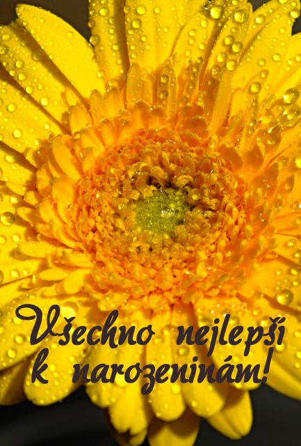 Přání k narozeninám  pro muže žlutý květ
Žlutý květ - přání a blahopřání k narozeninám pro muže foto květiny s textem v tiskové kvalitě ke stažení zdarma. Rozměry 17 x 11,5 cm pro obálku B6.
Keywords: přání k narozeninám,blahopřání k narozeninám