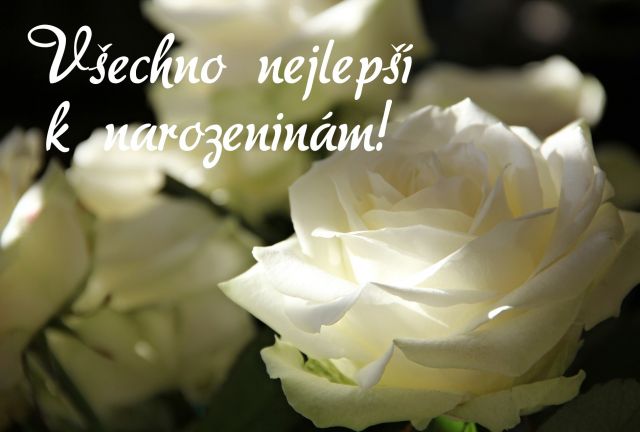 Přání k narozeninám bílé růže
Bílé růže - přání a blahopřání k narozeninám obrázky květin s textem v tiskové kvalitě ke stažení zdarma. Rozměry 17 x 11,5 cm pro obálku B6.
Keywords: přání k narozeninám,blahopřání k narozeninám