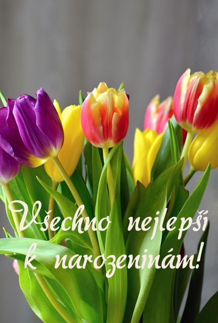 Přání k narozeninám obrázky květin tulipány
Tulipány přání k narozeninám obrázky květin s textem k vytištění nebo ke stažení zdarma. Rozměry 17 x 11,5 cm pro obálku B6.
Keywords: přání k narozeninám obrázky