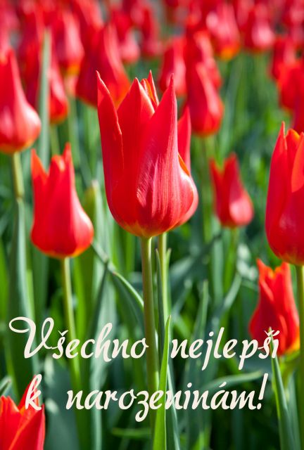 Přání k narozeninám obrázky květin rudé tulipány
Rudé tulipány přání k narozeninám obrázky květin s textem k vytištění nebo ke stažení zdarma. Rozměry 17 x 11,5 cm pro obálku B6.
Keywords: přání k narozeninám obrázky