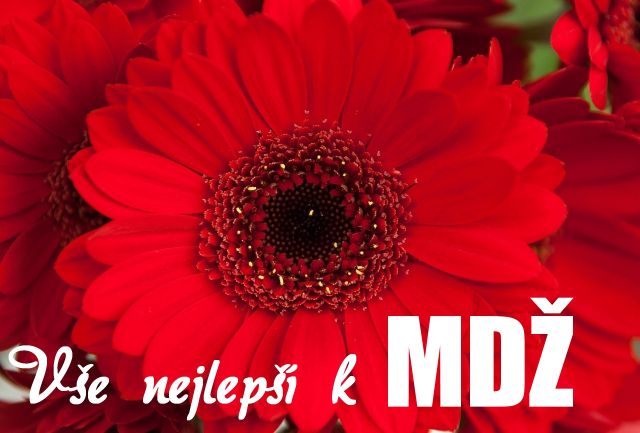 Přání k MDŽ - rudá gerbera květ
rudá gerbera květ - přání a blahopřání k MDŽ obrázek květin ke stažení zdarma, k vytištění nebo jako elektronická pohlednice. Na šířku. Rozměry 17 x 11,5 cm pro obálku B6.
Keywords: přání k MDŽ,Mezinárodní den žen