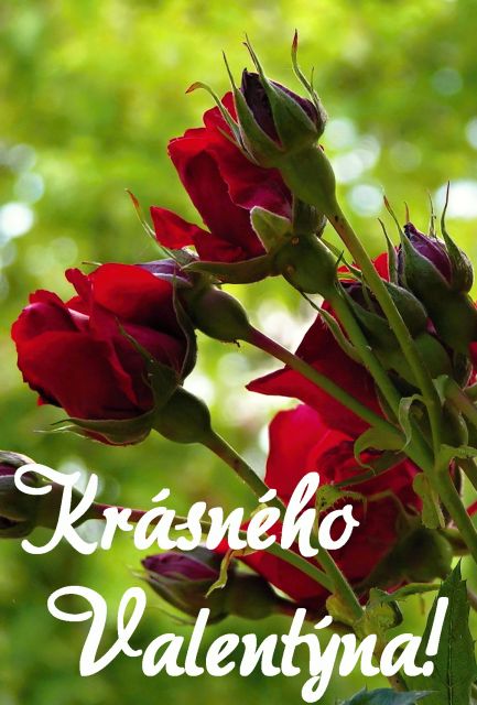 Přání k Valentýnu kytice rudých růží
Přání k Valentýnu kytice rudých růží se srdíčkem ke stažení zdarma k vytištění nebo poslat jako elektronickou pohlednici rozměry 17 x 11,5 cm pro obálku B6.
Keywords: Přání k Valentýnu