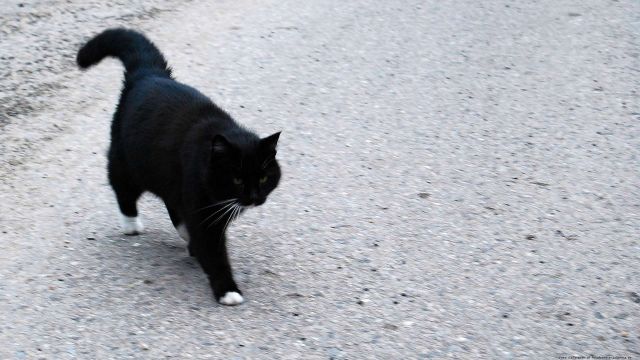 Tapeta na plochu černá kočka přes cestu 1920x1080
Tapeta na plochu (wallpaper) s motivem černá kočka přes cestu
Keywords: Tapety na plochu,černá kočka,wallpapers