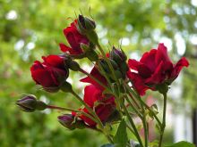 obrazky-kvetin-ruze-1.jpg