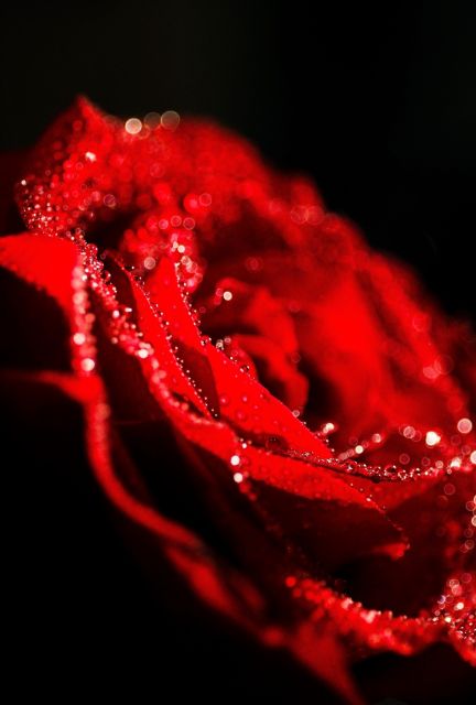 Rudý květ růže s kapkami rosy
Přání bez textu zdarma, k vytištění nebo jako poslat jako elektronickou pohlednici. Rozměry 17 x 11,5 cm pro obálku B6.
Keywords: obrázky květin přání