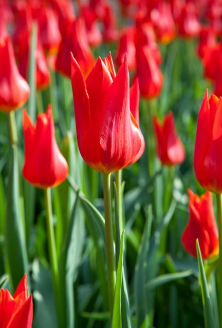 Tulipány
Přání bez textu zdarma, k vytištění nebo jako poslat jako elektronickou pohlednici. Rozměry 17 x 11,5 cm pro obálku B6.
Keywords: obrázky květin přání