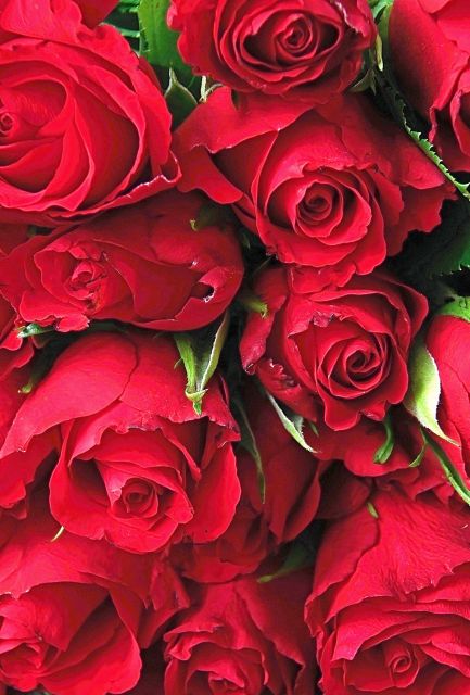 Růže
Přání bez textu zdarma, k vytištění nebo jako poslat jako elektronickou pohlednici. Rozměry 17 x 11,5 cm pro obálku B6.
Keywords: obrázky květin přání