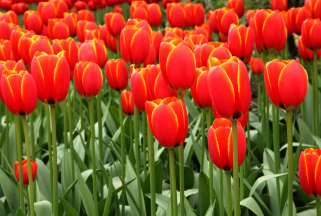 Pole tulipánů
Přání bez textu zdarma, k vytištění nebo jako poslat jako elektronickou pohlednici. Rozměry 17 x 11,5 cm pro obálku B6.
Keywords: obrázky květin přání