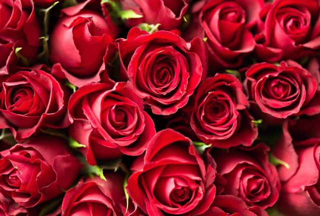 Rudé růže pozadí
Přání bez textu zdarma, k vytištění nebo jako poslat jako elektronickou pohlednici. Rozměry 17 x 11,5 cm pro obálku B6.
Keywords: obrázky květin přání