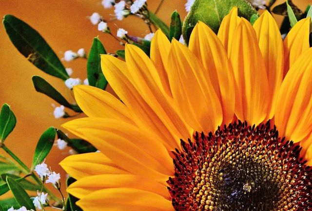 Slunečnice kytice
Přání bez textu zdarma, k vytištění nebo jako poslat jako elektronickou pohlednici. Rozměry 17 x 11,5 cm pro obálku B6.
Keywords: obrázky květin přání