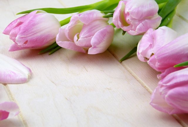 Lila tulipány
Přání bez textu zdarma, k vytištění nebo jako poslat jako elektronickou pohlednici. Rozměry 17 x 11,5 cm pro obálku B6.
Keywords: obrázky květin přání