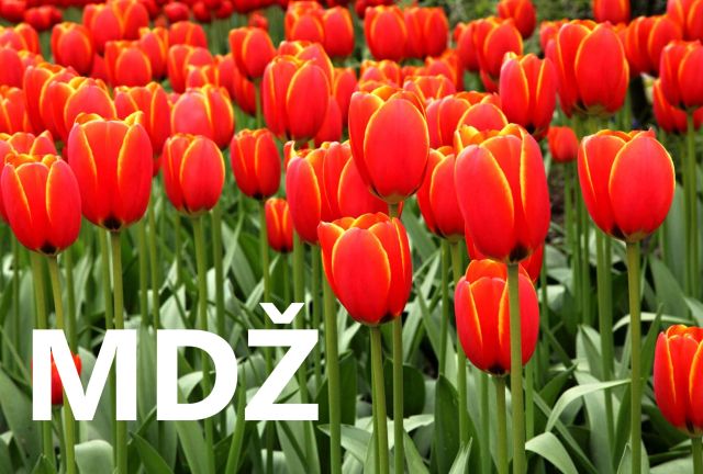 Přání k MDŽ: Vyberte si z tisíců přání a udělejte radost!
Přání k MDŽ: Připojte se k oslavě žen. Vyberte si z našich krásných přání zdarma a ukažte, jak moc vám na ženách záleží.
Klíčová slova: mdž,přání k mdž,přání k mdž obrázky,přání k mdž text,obrazky k svatku mdž,obrázkové přání k mdž,báseň k mdž,přání k mdž vtipné,mdž přání,obrázky k mdž