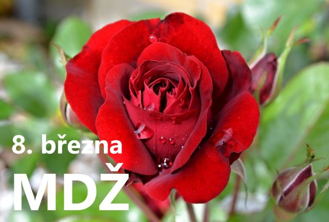 Přání k MDŽ: Darujte radost všem ženám ve vašem okolí
Přání k MDŽ: Potěšte všechny ženy jedinečným přáním. Vyberte si z naší kolekce zdarma a vykouzlete úsměv na jejich tváři.
Klíčová slova: mdž,přání k mdž,přání k mdž obrázky,přání k mdž text,obrazky k svatku mdž,obrázkové přání k mdž,báseň k mdž,přání k mdž vtipné,mdž přání,obrázky k mdž