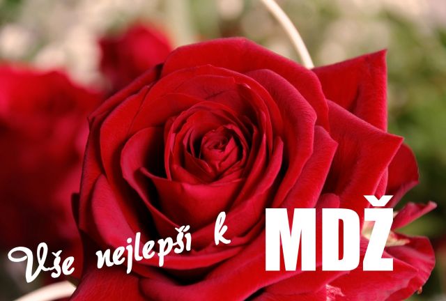 Přání k MDŽ - květ rudé červené růže
květ rudé červené růže - přání a blahopřání k MDŽ obrázek květin ke stažení zdarma, k vytištění nebo jako elektronická pohlednice. Na šířku. Rozměry 17 x 11,5 cm pro obálku B6.
Keywords: přání k MDŽ,Mezinárodní den žen