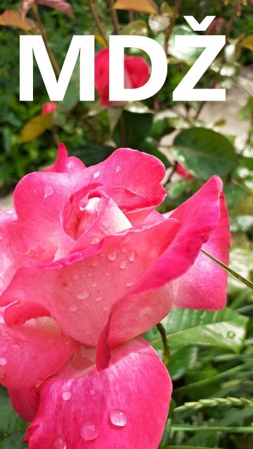 Přání k MDŽ: Objevte vtipné a dojemné obrázky k svátku žen!
Přání k MDŽ: Překvapte každou ženu ve svém životě. Stáhněte si zdarma naše originální přání a šiřte radost dál.
Klíčová slova: mdž,přání k mdž,přání k mdž obrázky,přání k mdž text,obrazky k svatku mdž,obrázkové přání k mdž,báseň k mdž,přání k mdž vtipné,mdž přání,obrázky k mdž