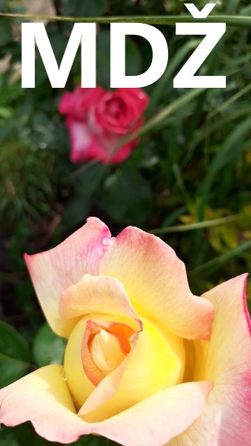 Přání k MDŽ: Objevte vtipné a dojemné obrázky k svátku žen!
Přání k MDŽ: Překvapte každou ženu ve svém životě. Stáhněte si zdarma naše originální přání a šiřte radost dál.
Klíčová slova: mdž,přání k mdž,přání k mdž obrázky,přání k mdž text,obrazky k svatku mdž,obrázkové přání k mdž,báseň k mdž,přání k mdž vtipné,mdž přání,obrázky k mdž