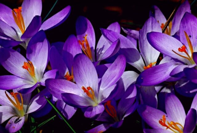 obrazky kvetin prani bez textu 022 1024x693
