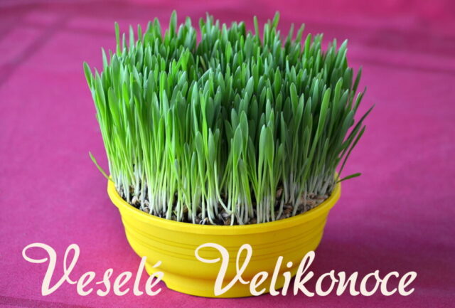 oseni velikonocni prani zdarma 00001 1024x693