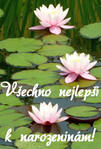 prani k narozeninam obrazky 12 693x1024