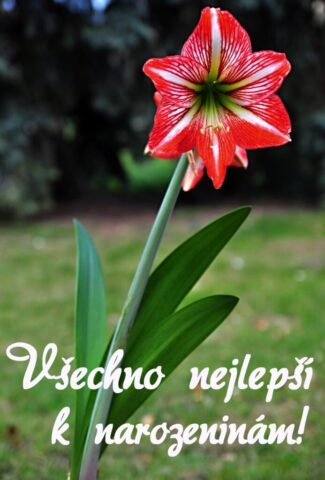 prani k narozeninam obrazky kvetin 01 693x1024