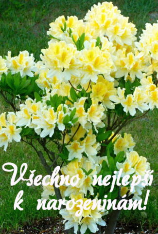 prani k narozeninam obrazky kvetin 04 693x1024