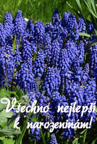prani k narozeninam obrazky kvetin 05 693x1024