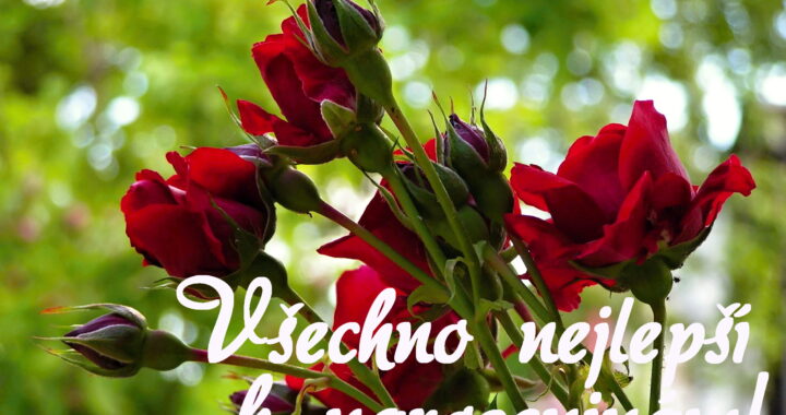 Přání k narozeninám zdarma - Všechno nejlepší k narozeninám! Červené růže na zeleném pozadí