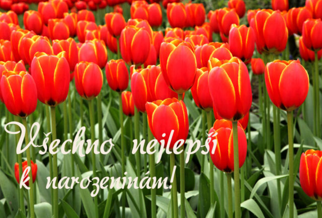 prani k narozeninam obrazky kvetin na sirku 36 1024x693