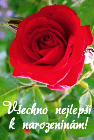 prani k narozeninam pro zeny obrazky kvetin na sirku 03 693x1024