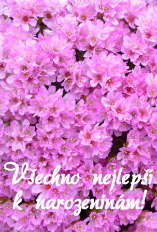 prani k narozeninam pro zeny obrazky kvetin na sirku 04 693x1024