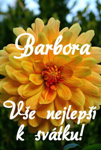 prani k svatku barbora 693x1024