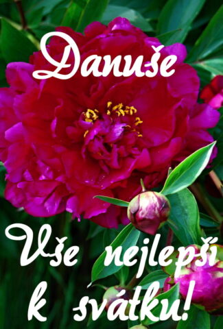 prani k svatku danuse obrazky kvetin 1 693x1024