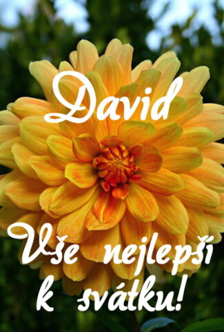 prani k svatku david 693x1024
