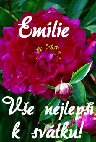 prani k svatku emilie obrazky kvetin 2 693x1024
