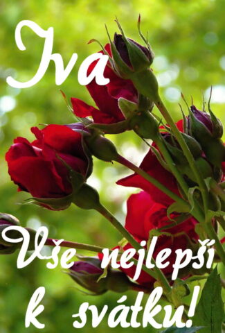 prani k svatku iva obrazky kvetin 8 693x1024